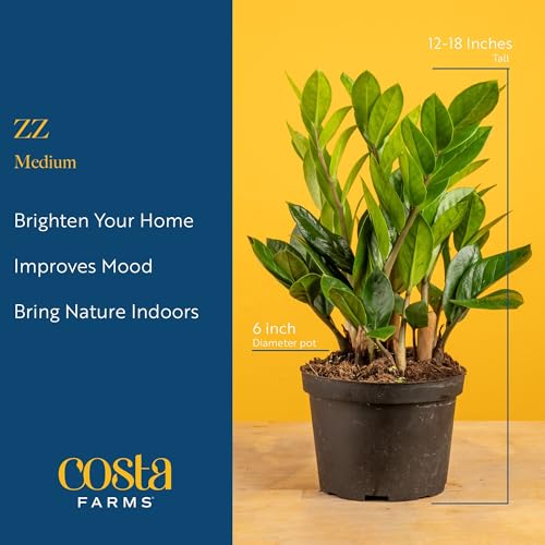 Costa Farms ZZ Live Plant in Decorative Pot, Easy to Maintain, Air Purifying Indoor Houseplant, Perfect for Home, Room, or Office Decor, Great House Warming or Birthday Gift, 12-20 Inches Tall - Image 4