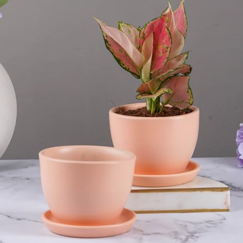 Nurturing Green® Set of 2 Modern Blush Pink Ceramic Pots (Plants Not Included) for Home, Indoor Décor & Gifting (Size: Small (4.25 Inch Wide) | Comes with Bottom Plates) - Image 1