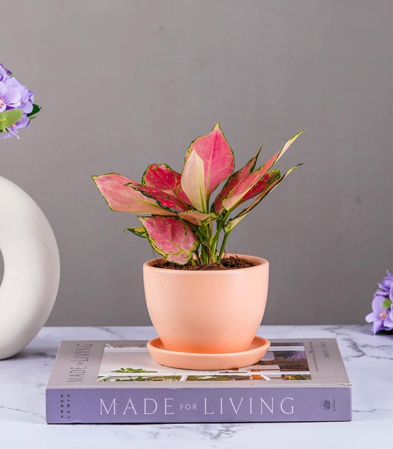 Nurturing Green® Set of 2 Modern Blush Pink Ceramic Pots (Plants Not Included) for Home, Indoor Décor & Gifting (Size: Small (4.25 Inch Wide) | Comes with Bottom Plates) - Image 4