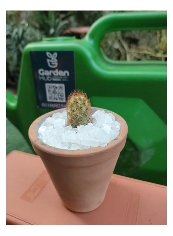 وعاء نباتات على شكل صبار من جاردن هاب، اخضر، مقاس S - Image 2