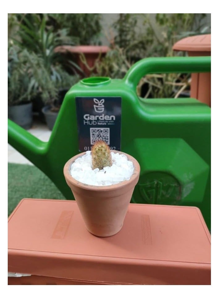 وعاء نباتات على شكل صبار من جاردن هاب، اخضر، مقاس S - Image 1