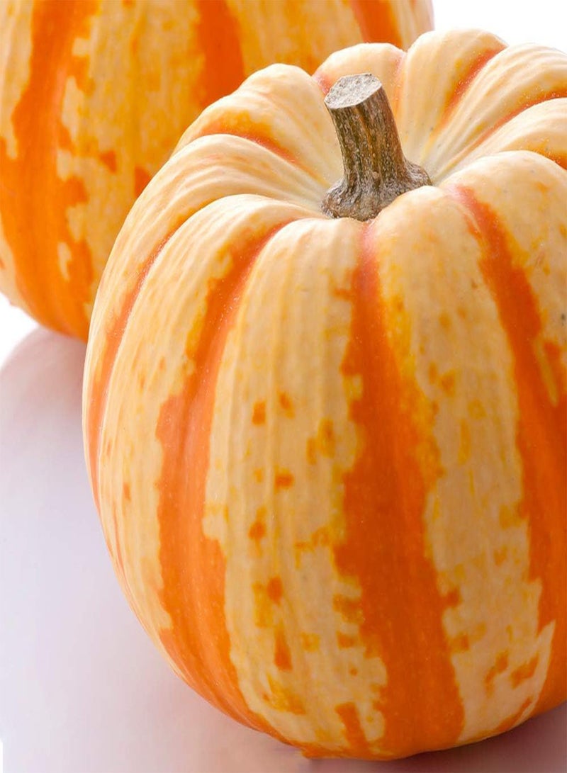 جي جوت 30 قطعة من بذور اليقطين النادرة والعصيرة المزخرفة، بذور اليقطين السنوية للحديقة، يمكن استخدامها في زراعة المحاصيل النباتية والمناظر الطبيعية للحديقة بكفاءة - Image 2