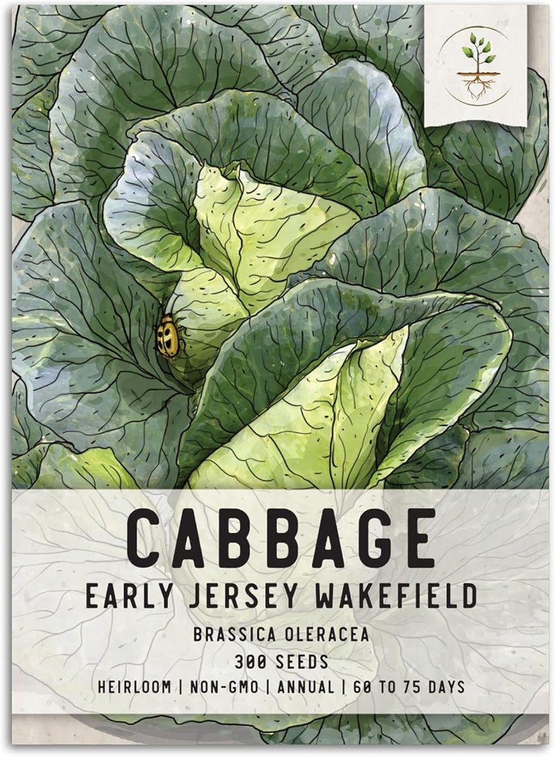 GGOOT , Early Jersey Wakefield Cabbage Seeds for Planting (Brassica oleracea) Single Package of 30 Seeds - Heirloom, Non-GMO & Untreated - Image 1