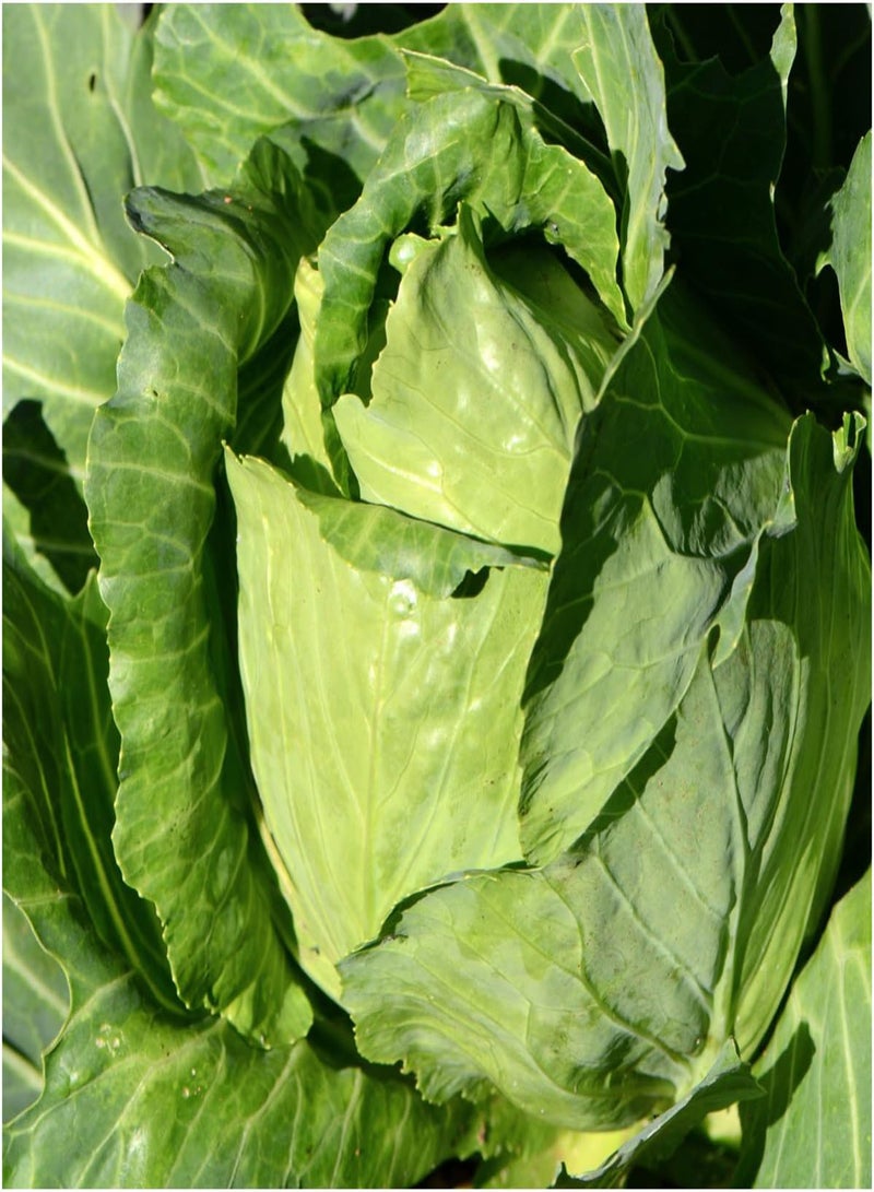 GGOOT , Early Jersey Wakefield Cabbage Seeds for Planting (Brassica oleracea) Single Package of 30 Seeds - Heirloom, Non-GMO & Untreated - Image 2