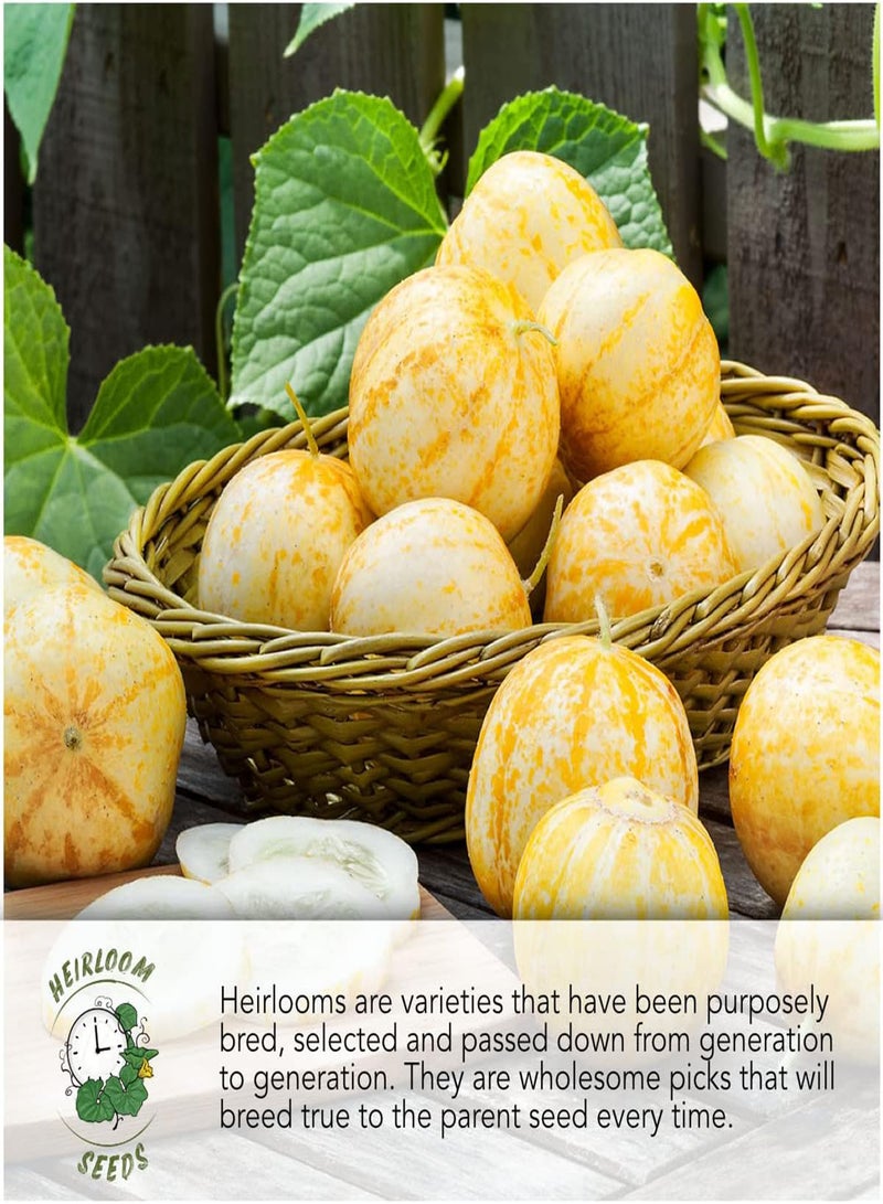 GGOOT , Early Jersey Wakefield Cabbage Seeds for Planting (Brassica oleracea) Single Package of 30 Seeds - Heirloom, Non-GMO & Untreated - Image 4