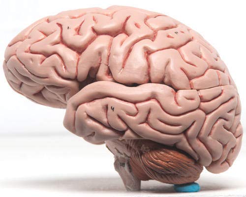 ISKO® Human Brain Fiber Glass Model in 4 Parts with magnets For Teaching Anatomy of Brain for Science Classroom Study - Image 1