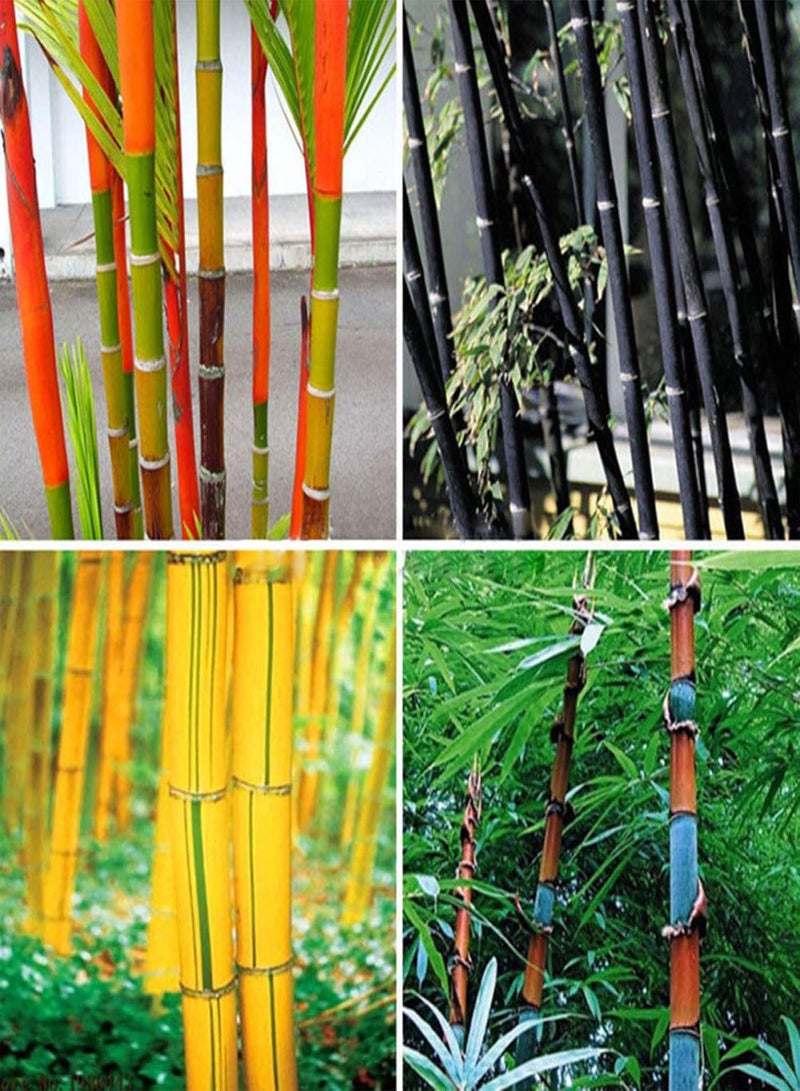 GGOOT 100Pcs Phyllostachys Pubescens Bamboo Seeds Home Garden Plants Ornamental Decor - Phyllostachys Seeds - Image 2