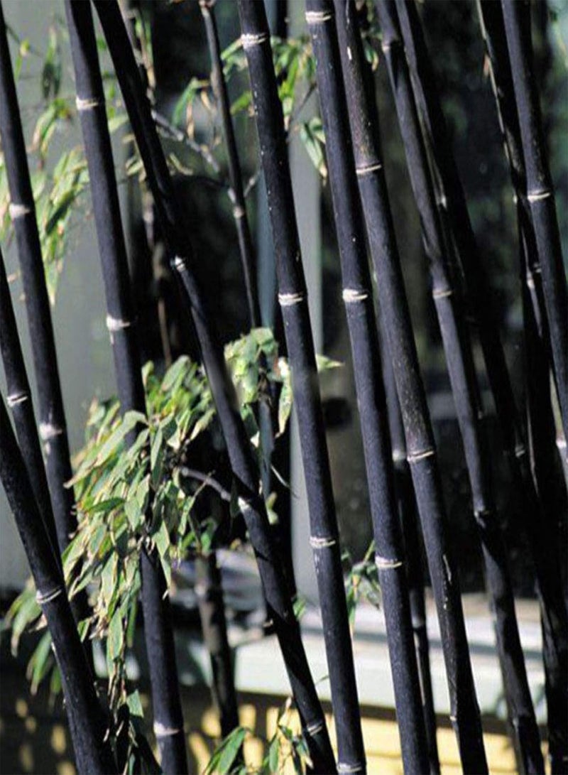 GGOOT 100Pcs Phyllostachys Pubescens Bamboo Seeds Home Garden Plants Ornamental Decor - Phyllostachys Seeds - Image 5