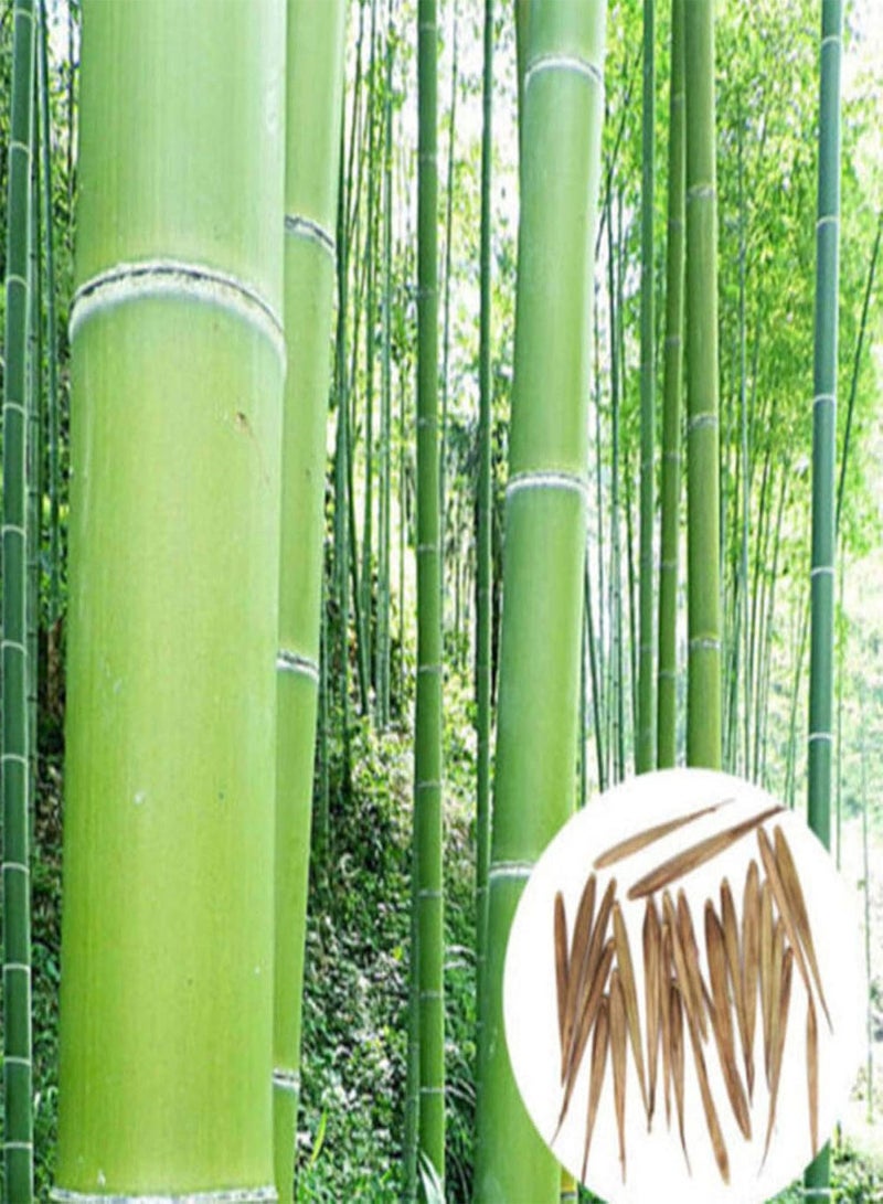 GGOOT 100Pcs Phyllostachys Pubescens Bamboo Seeds Home Garden Plants Ornamental Decor - Phyllostachys Seeds - Image 1