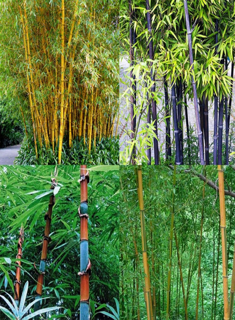 GGOOT 100Pcs Phyllostachys Pubescens Bamboo Seeds Home Garden Plants Ornamental Decor - Phyllostachys Seeds - Image 3