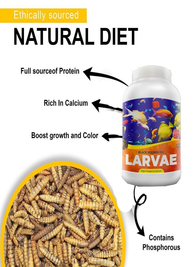 يرقات ذبابة الجندي الأسود نيتيشري® | 100 غرام | 60 ضعف الكالسيوم الموجود في ديدان الوجبة، و40% بروتين، غذاء غني للأسماك، مناسب لأسماك الأوسكار، والأروانا، والفلاور هورن، والسلاحف البالغة، والسلاحف البرية. - Image 3