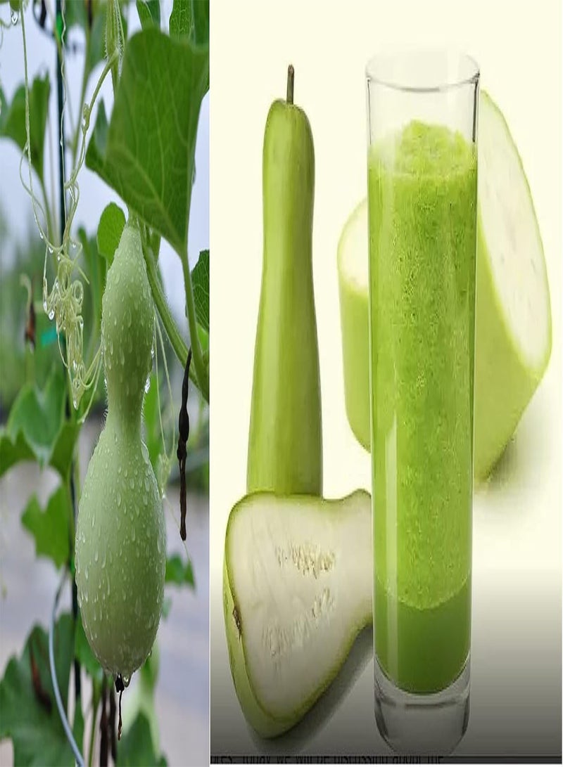 جي جوت زجاجة قرع لاجيناريا سيسيراريا 10+ بذور - Image 1