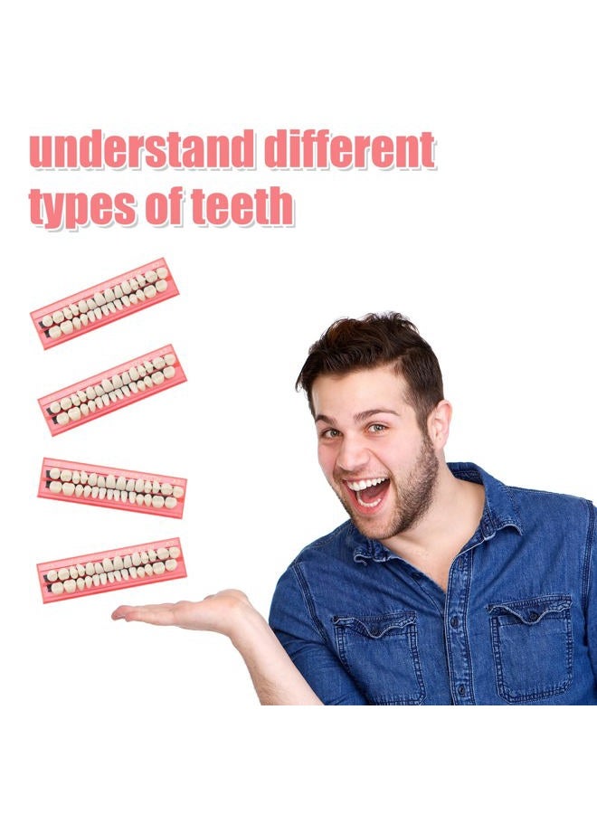 Nuanchu 4 Sets Acrylic Resin Fake Teeth Dental Denture False Teeth Teeth Upper and Lower Synthetic Resin Teeth for Replacement, 112 Pieces, 23 A2 - Image 2
