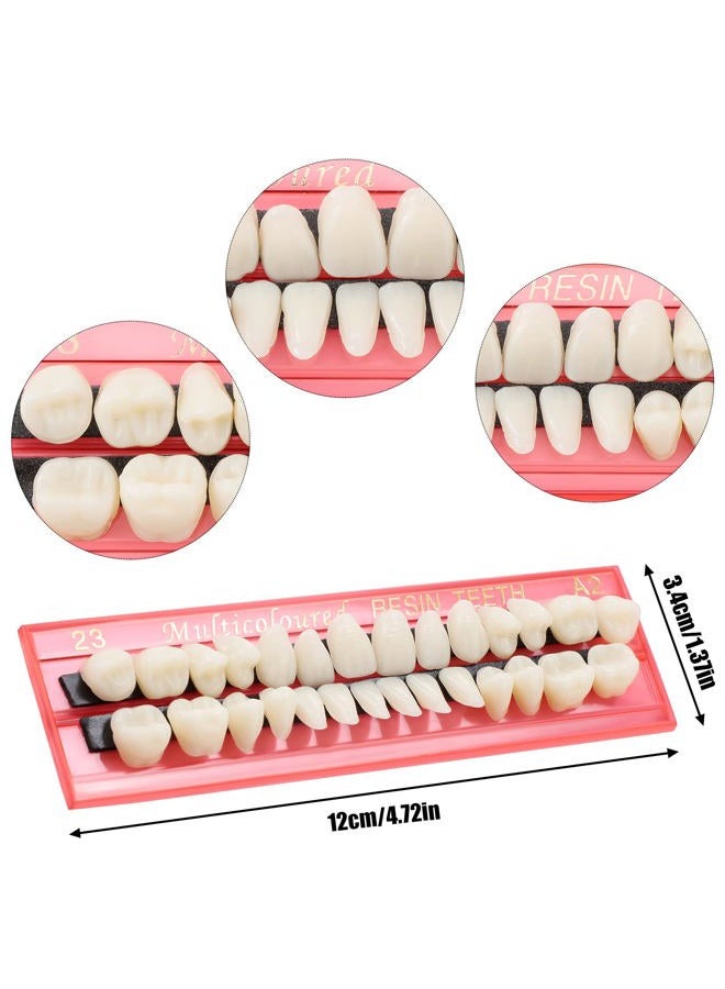 Nuanchu 4 Sets Acrylic Resin Fake Teeth Dental Denture False Teeth Teeth Upper and Lower Synthetic Resin Teeth for Replacement, 112 Pieces, 23 A2 - Image 5