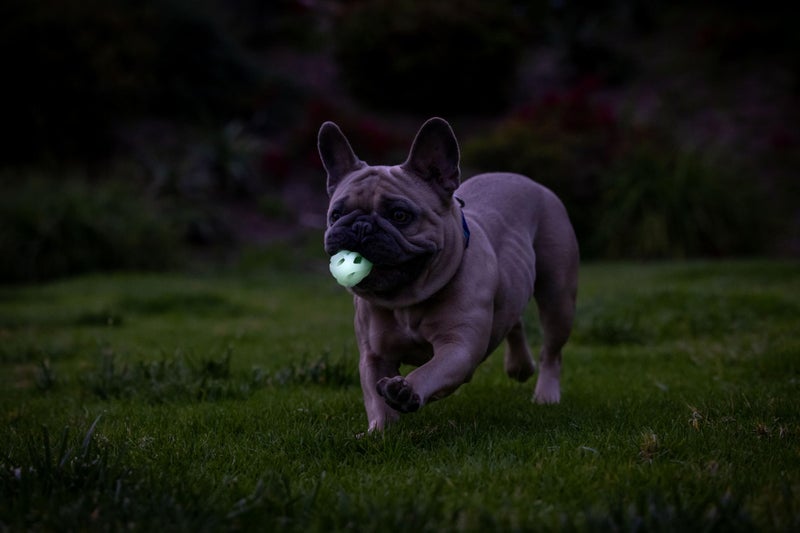 Chuckit! Air Glow Fetch Ball Dog Toy, Small (2 Inch) Pack of 2, for Breeds 0-20 lbs - Image 5