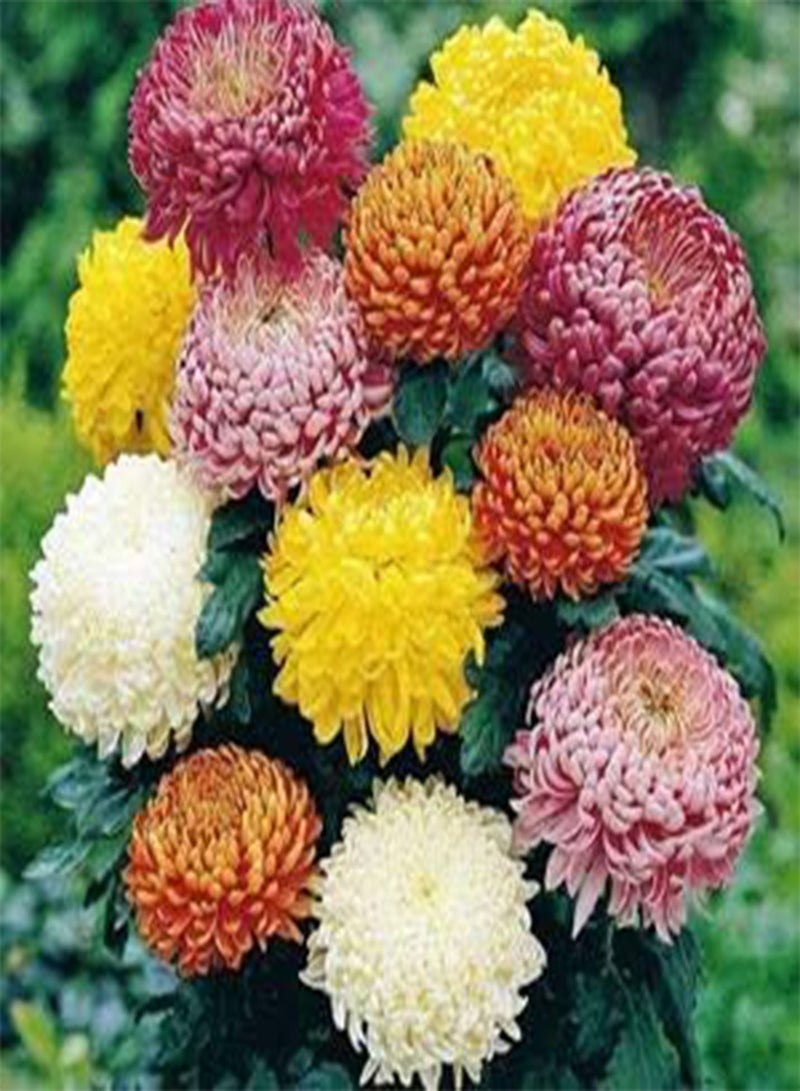 GGOOT 20pcs Mix Chrysanthemum Flower Seeds - Image 1