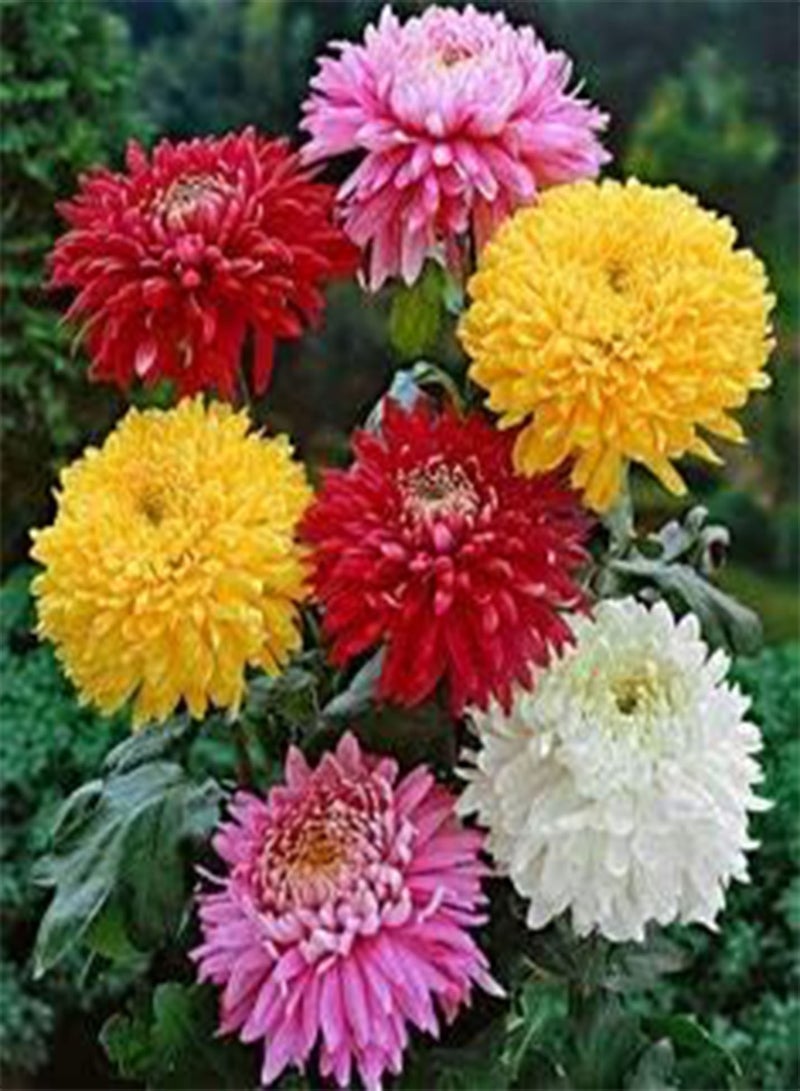 GGOOT 20pcs Mix Chrysanthemum Flower Seeds - Image 2