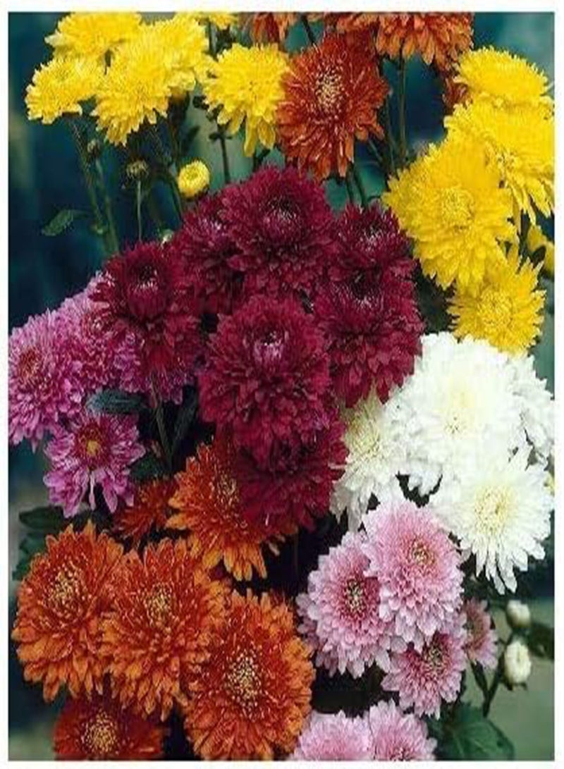 GGOOT 20pcs Mix Chrysanthemum Flower Seeds - Image 3