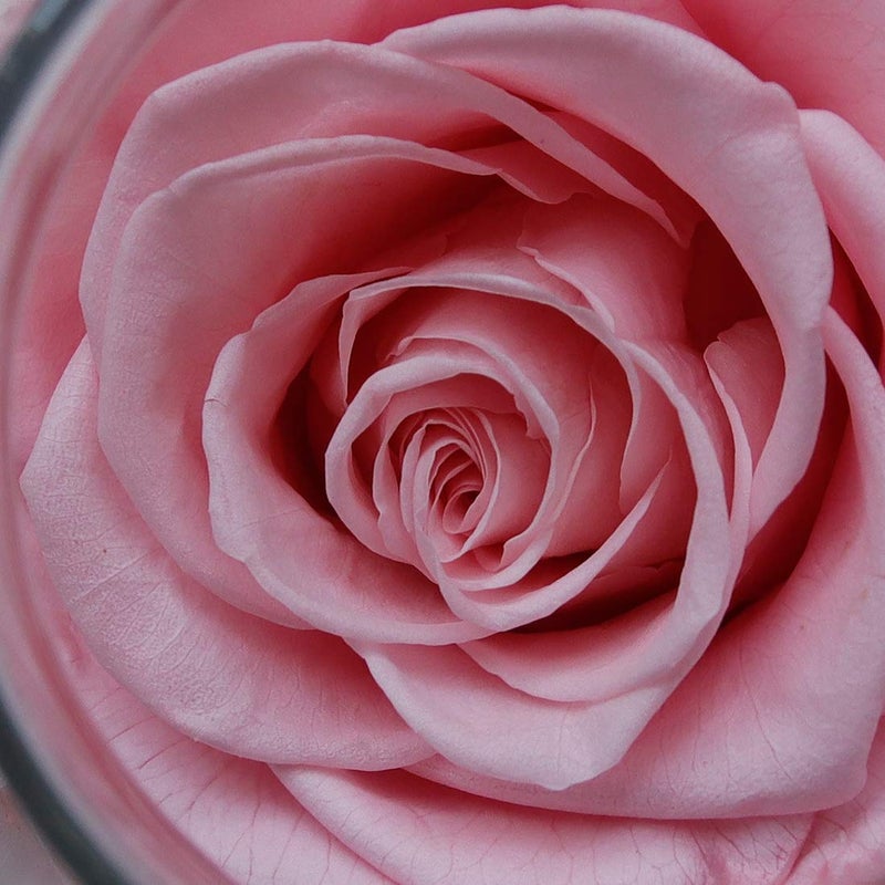 roliys Preserved Real Roses with Colorful Mood Light Wishing Bottle  Eternal Rose Never Withered Flowers  for Bedroom Party Table Decor  Christmas Decorations  a Gifts for Women 1pcs Pink - Image 5