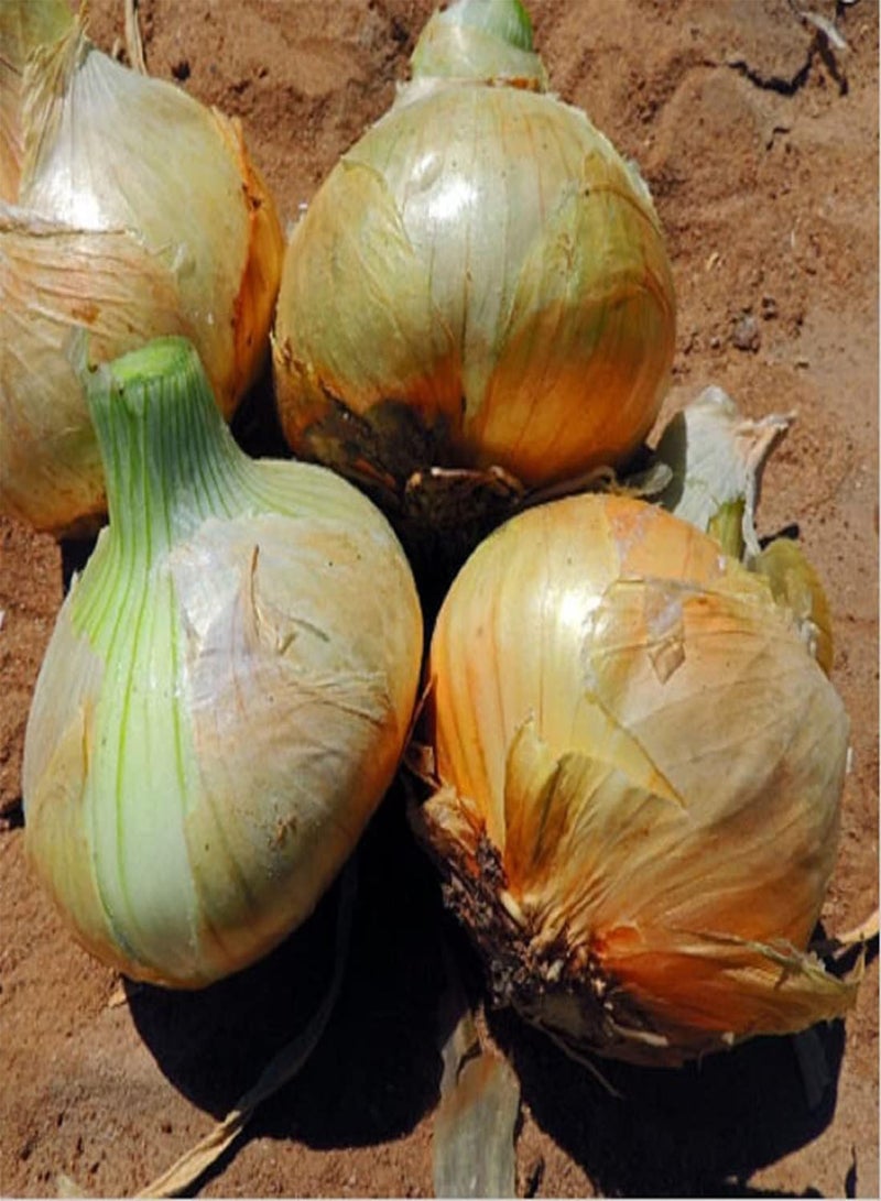 GGOOT Onion Short Day Texas Early 502 Grano 20 Non-GMO, Heirloom Seeds - Image 1
