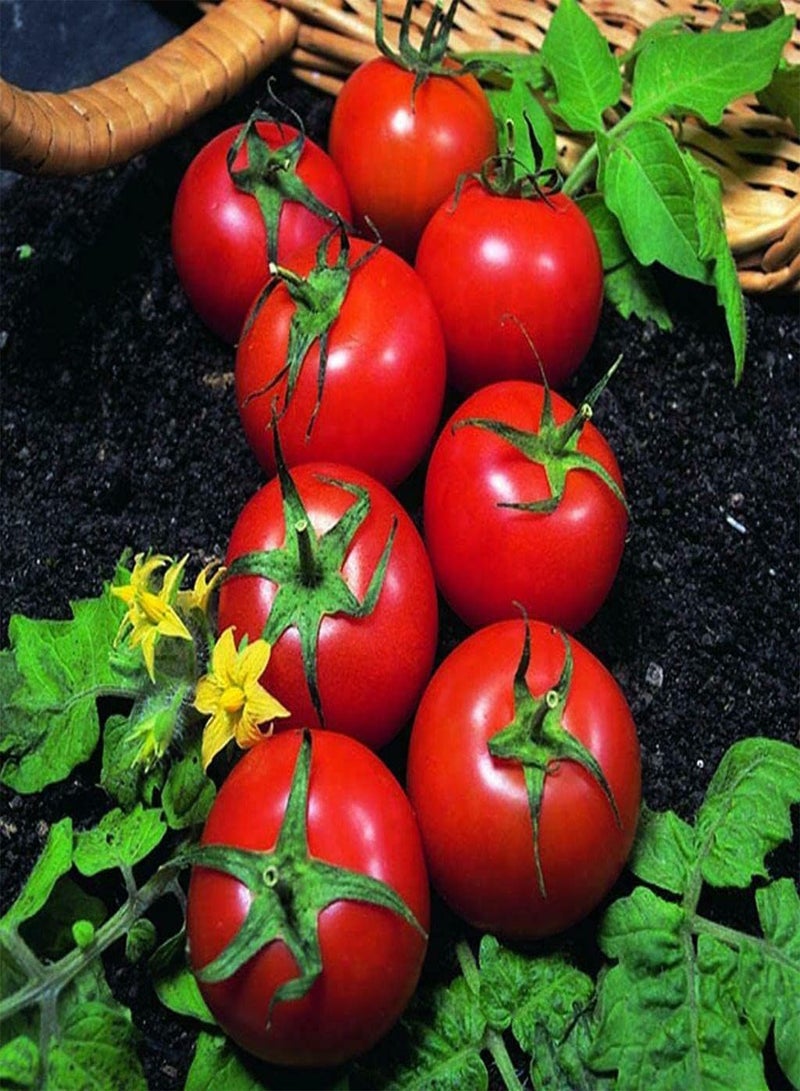 GGOOT Tomato Harbinger - Lycopersicon esculentum 'Harbinger' Vegetable Seeds, an Old English Variety Home Garden Planting by Heavy Torch, 120 Seeds