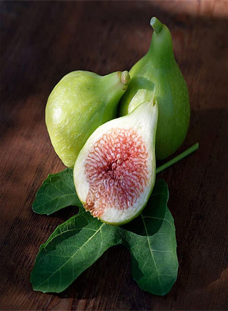 GGOOT 200Pcs Fig Seeds Rare Perennial Tree Ficus Carica Sweet Delicious Nutritious Entry Level Variety Ideal for Beginners Enthusiasts - Image 1