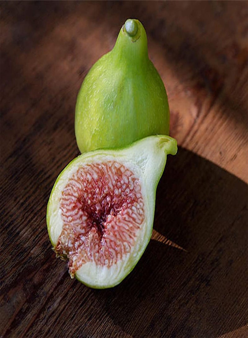 GGOOT 200Pcs Fig Seeds Rare Perennial Tree Ficus Carica Sweet Delicious Nutritious Entry Level Variety Ideal for Beginners Enthusiasts - Image 2