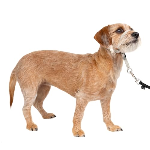 PetSafe Gentle Leader NoPull Dog Headcollar The Ultimate Solution to Pulling Redirects Your Dogs Pulling for Easier Walks Helps You Regain Control Small Silver - Image 1