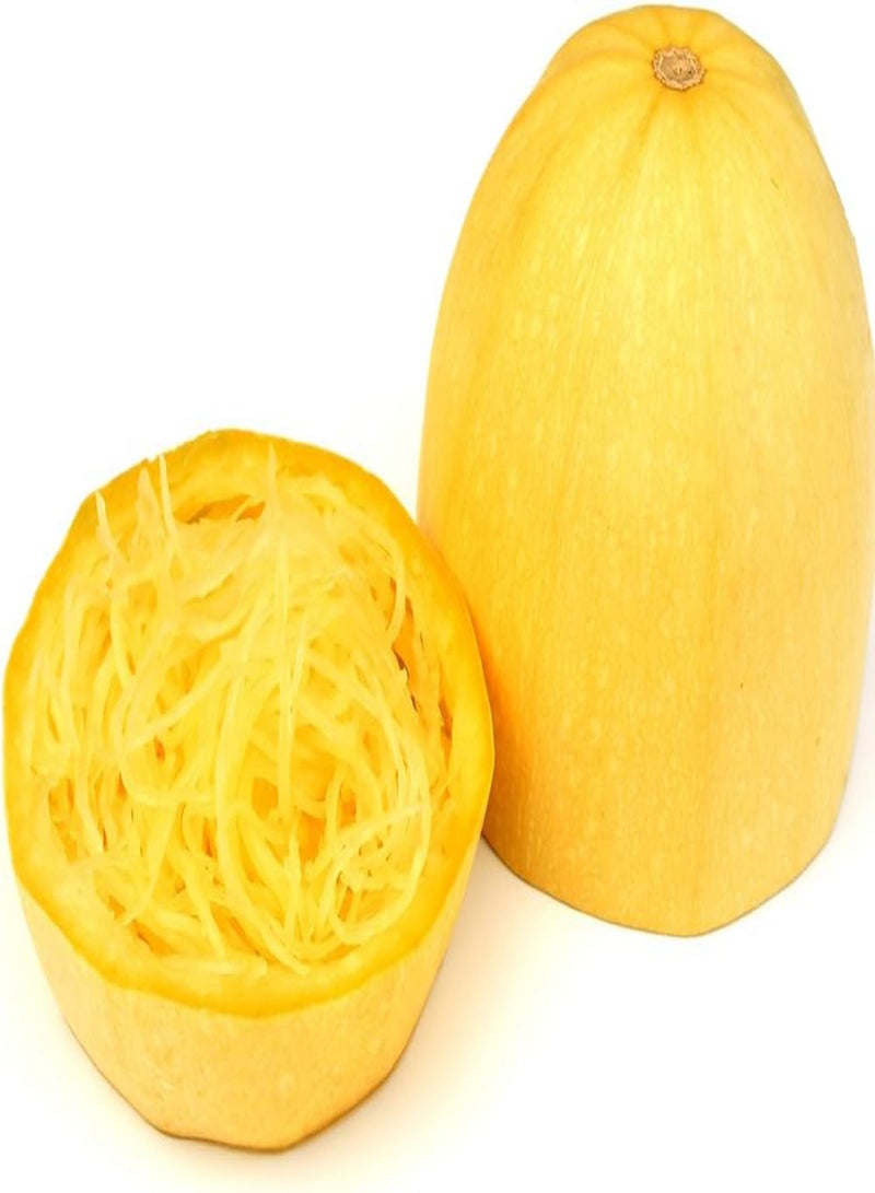 GGOOT Spaghetti Squash (Squash Makaronowa Warszawska) Cucurbita Pepo - - Image 3