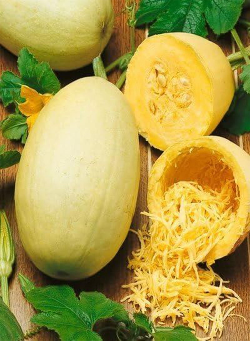 GGOOT Spaghetti Squash (Squash Makaronowa Warszawska) Cucurbita Pepo - - Image 1