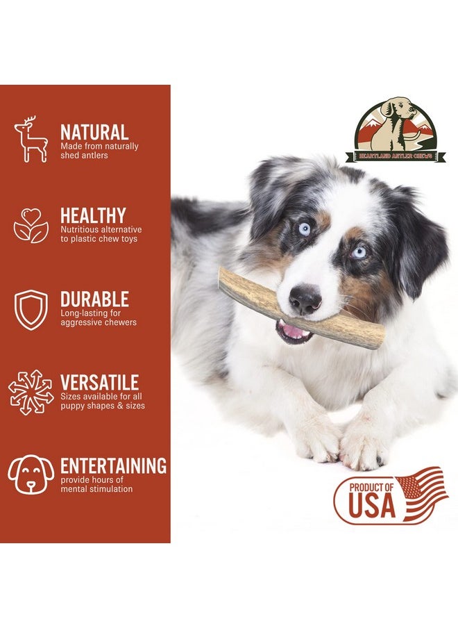 Heartland Antlers Heartland Elk Antlers For Dogs  Grade A, Naturally Shed Antlers | Dog Bones For Aggressive Chewers & Teething Puppies | All Breeds Chew Toy Usa Made & Veteran Owned (Whole Elk: 8+", XLarge, 1Pack)  - Image 5