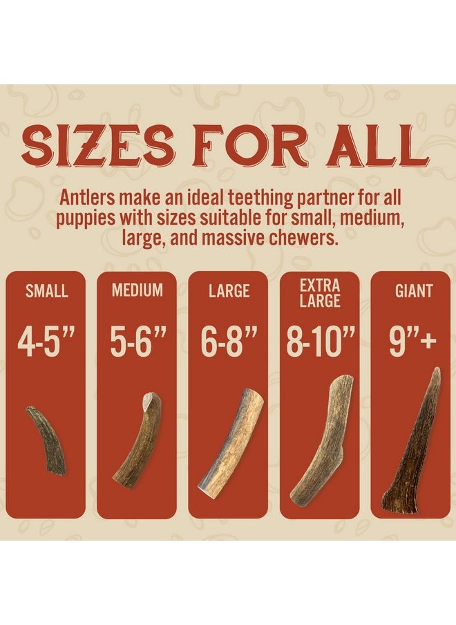 Heartland Antlers Heartland Elk Antlers For Dogs  Grade A, Naturally Shed Antlers | Dog Bones For Aggressive Chewers & Teething Puppies | All Breeds Chew Toy Usa Made & Veteran Owned (Whole Elk: 8+", XLarge, 1Pack)  - Image 4
