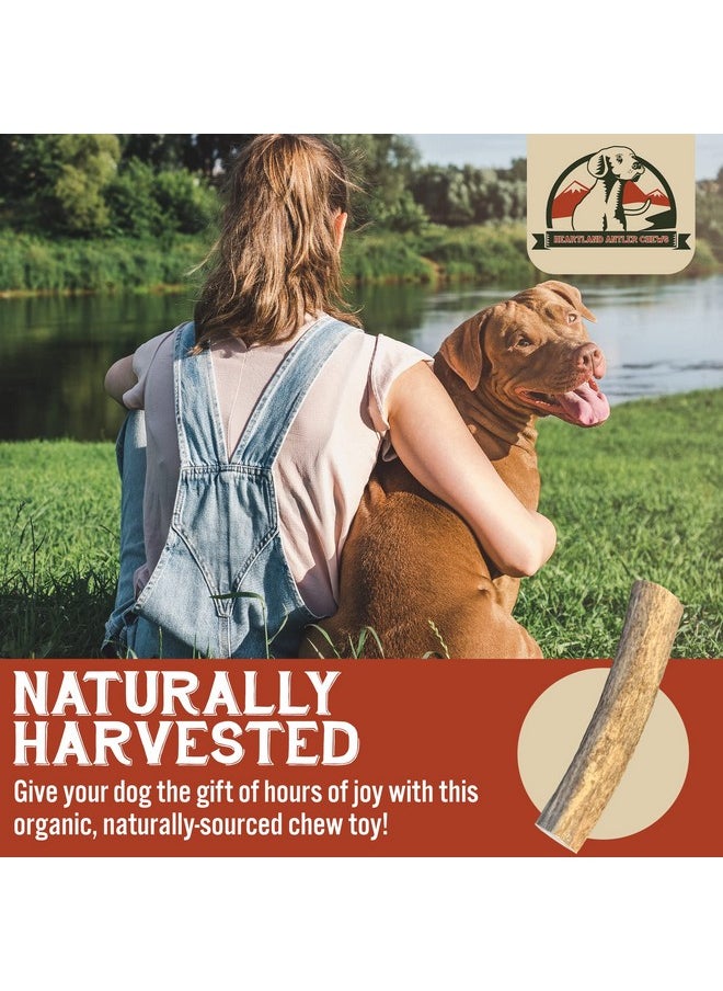 Heartland Antlers Heartland Elk Antlers For Dogs  Grade A, Naturally Shed Antlers | Dog Bones For Aggressive Chewers & Teething Puppies | All Breeds Chew Toy Usa Made & Veteran Owned (Whole Elk: 8+", XLarge, 1Pack)  - Image 3