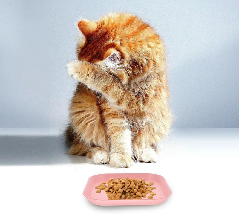 4pcs Square Shallow Cat Bowls for Wet Food and Water Feeding Wide Pet Food Dishes with Whisker Relief Design Suitable for Indoor Cats Kittens - Image 5