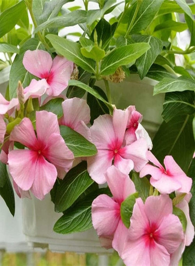 GGOOT 200Pcs Periwinkle Seeds for Indoor and Outdoor Balcony Planting Pink Catharanthus Flowers Add Interest to The Garden Has Ornamental Value - Image 2