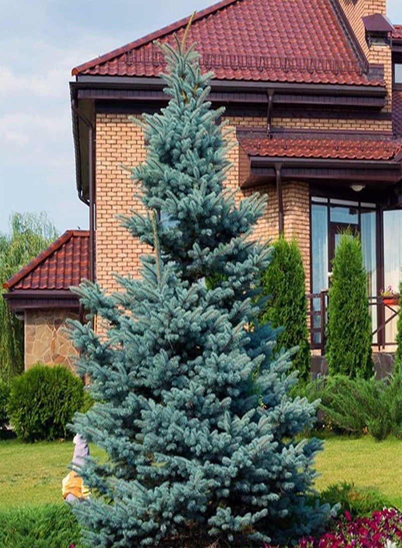 GGOOT 150pcs Blue Rare Beautiful Spruce Seeds Suitable for Anyone Who Wants to Plant is Ideal Garden Material for Landscaping Landscape Design - Image 2