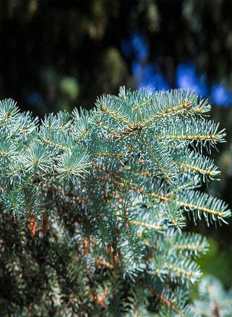 GGOOT 150pcs Blue Rare Beautiful Spruce Seeds Suitable for Anyone Who Wants to Plant is Ideal Garden Material for Landscaping Landscape Design - Image 3