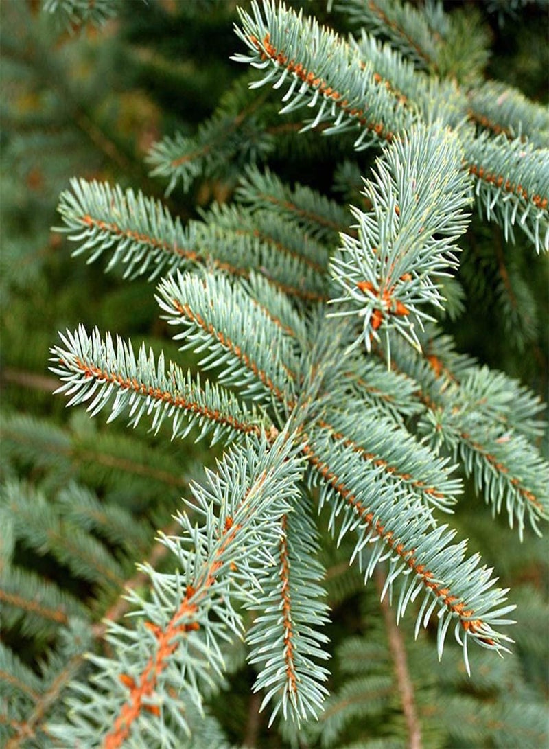 GGOOT 150pcs Blue Rare Beautiful Spruce Seeds Suitable for Anyone Who Wants to Plant is Ideal Garden Material for Landscaping Landscape Design - Image 1