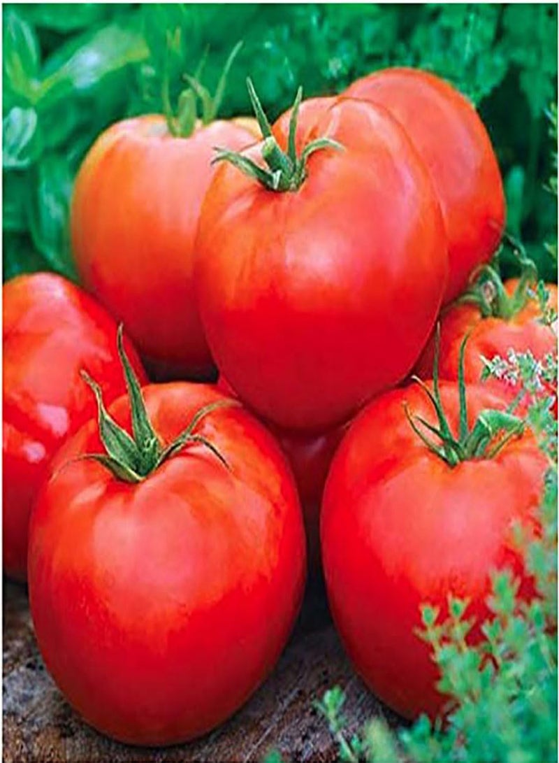 GGOOT Ace 55 Tomato Seeds - Large Tomato - One of The Most Delicious Tomatoes for Home Growing, - Image 3