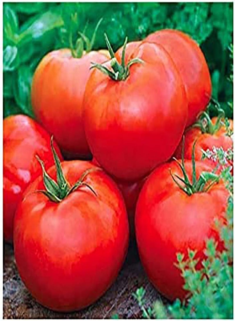 GGOOT Ace 55 Tomato Seeds - Large Tomato - One of The Most Delicious Tomatoes for Home Growing, - Image 1