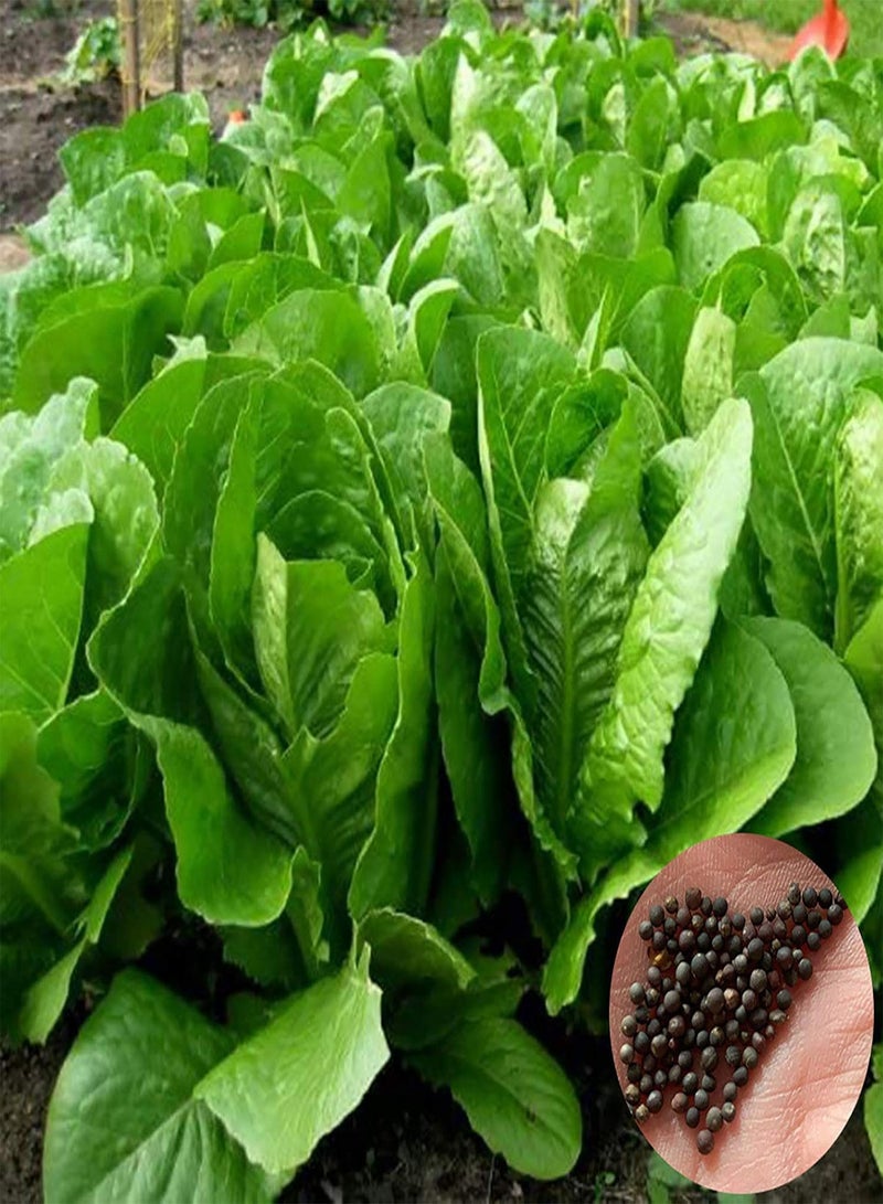 GGOOT Green Seeds, Safe and Harmless & Non-GMO,500Pcs/Bag Yellow Vegetable Seeds Moisture Demand Quick Growing Crops Yard Non GMO Vegetable Seeds for Garden - Seed - Image 1