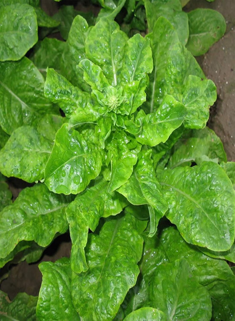 GGOOT Green Seeds, Safe and Harmless & Non-GMO,500Pcs/Bag Yellow Vegetable Seeds Moisture Demand Quick Growing Crops Yard Non GMO Vegetable Seeds for Garden - Seed - Image 4