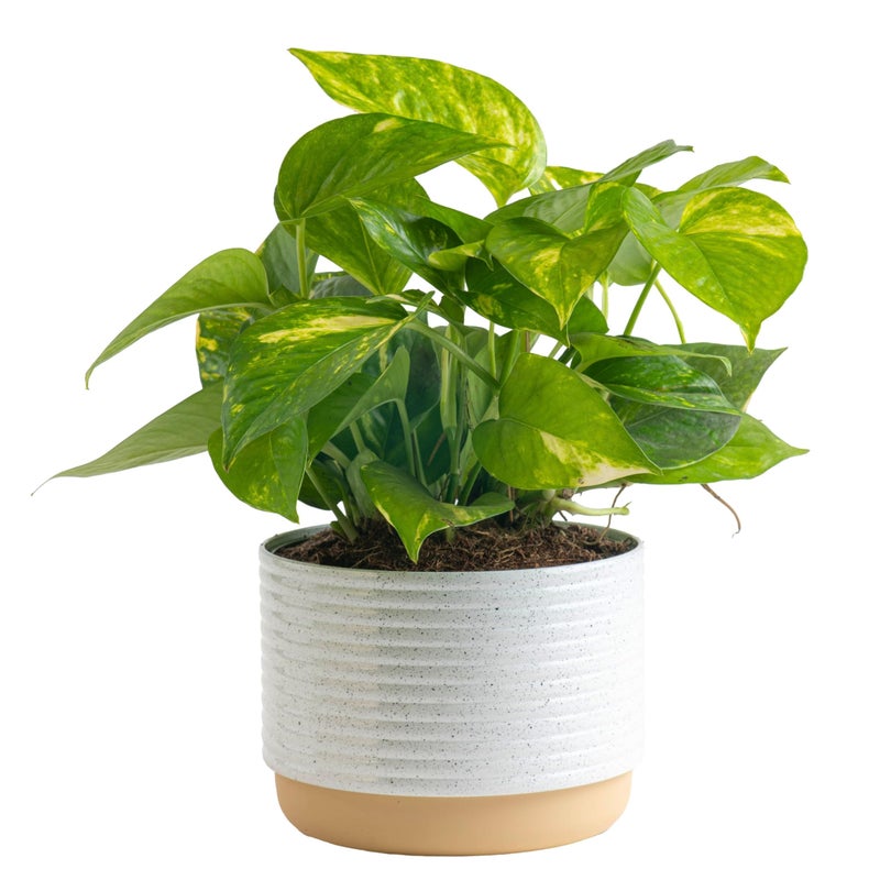 Costa Farms Golden Pothos Live Plant in Decorative Pot, Easy to Maintain, Air Purifying Indoor Houseplant, Home, Room, or Office Decor, Great House Warming or Birthday Gift, 12-14 Inches - Image 1