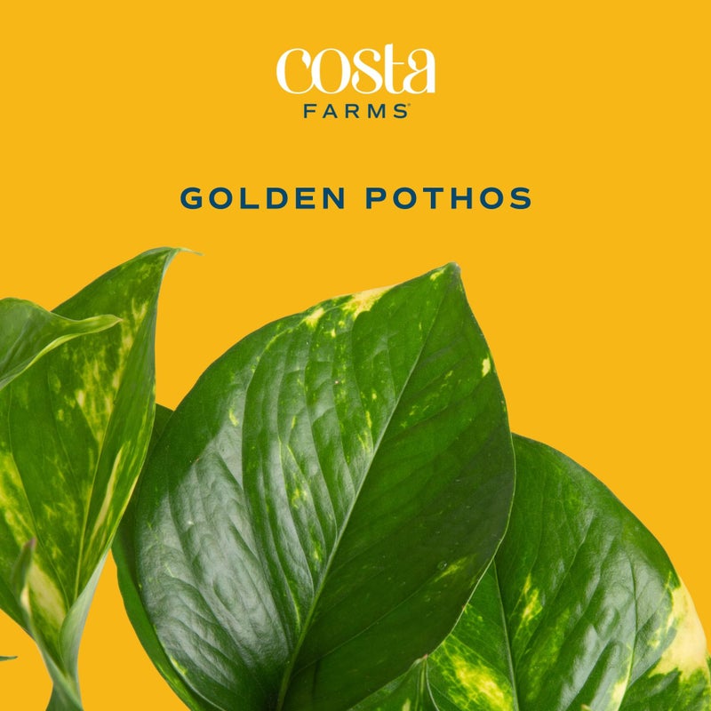 Costa Farms Golden Pothos Live Plant in Decorative Pot, Easy to Maintain, Air Purifying Indoor Houseplant, Home, Room, or Office Decor, Great House Warming or Birthday Gift, 12-14 Inches - Image 2