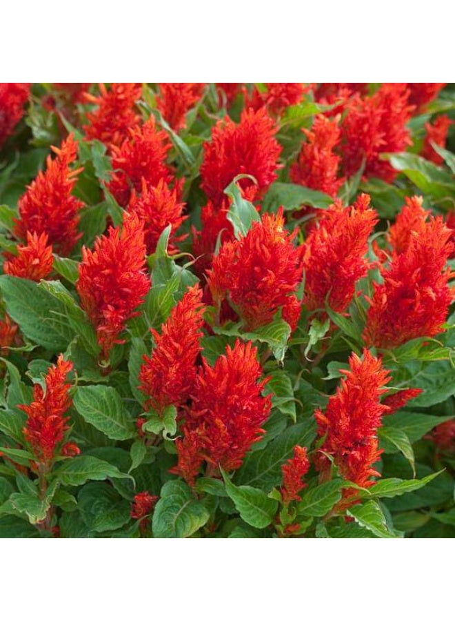 Celosia plumosa Red Desi Flower Seeds