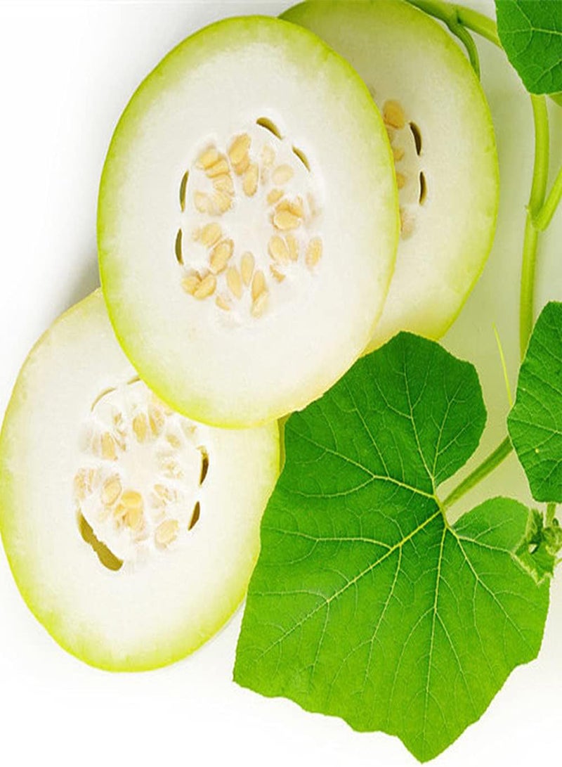 GGOOT 50Pcs Winter Melon Seeds Annual Trailing Green Vegetables Climbing Vines Decorate The Garden Terrace Create A Unique Garden Landscape - Image 1