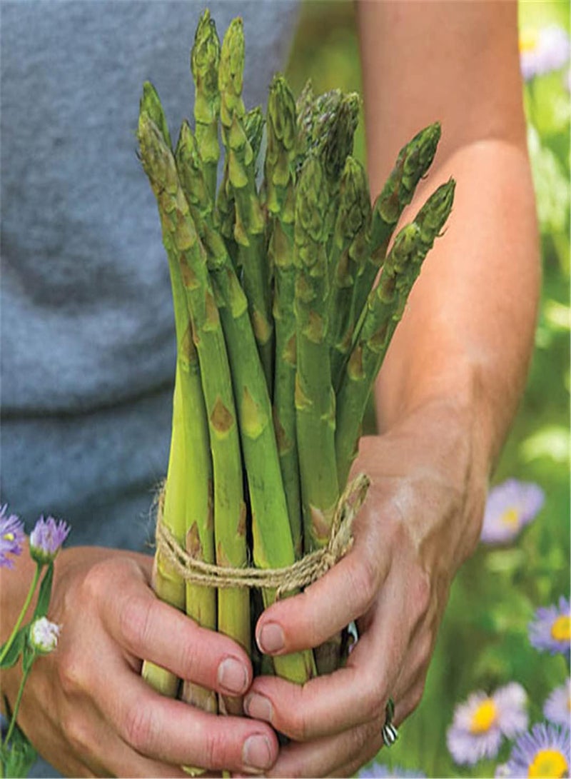 GGOOT Asparagus Seeds-Herb Seeds Delicious Vegetables Vigorous Collection Gift Cute Veg Stunning Popular-500 Pcs - Image 2