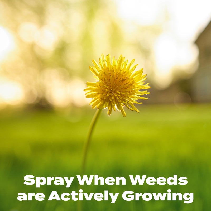 Scotts Liquid Turf Builder with Plus 2 Weed Control, Liquid Weed Killer and Fertilizer, 32 fl. oz. - Image 5