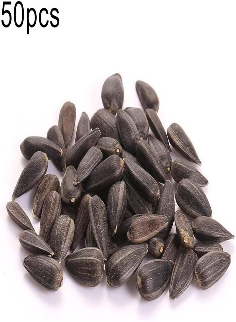 GGOOT 50Pcs Yellow Sunflower Helianthus Seeds,Home Garden Balcony Bonsai Flower Plant for Planting Garden Yard Outdoor 1 Sunflower Seeds - Image 2