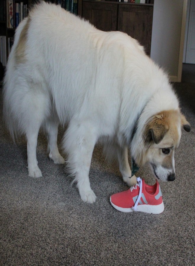 SPOT Latex Shoes Dog Toys -Soft & Stuffing-Free with Honking Squeaker and String Laces, 100% Latex, Brightly Colored, Ideal for Medium/Large Dogs & Light Chewers, 9-inch Assorted Styles - Image 3